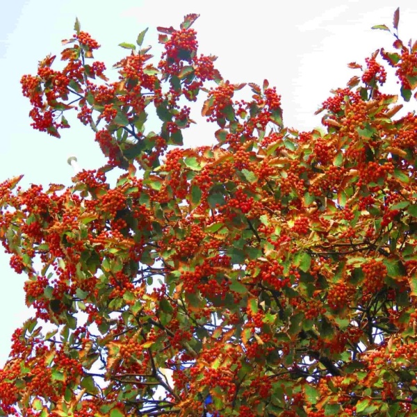 Рябина промежуточная2