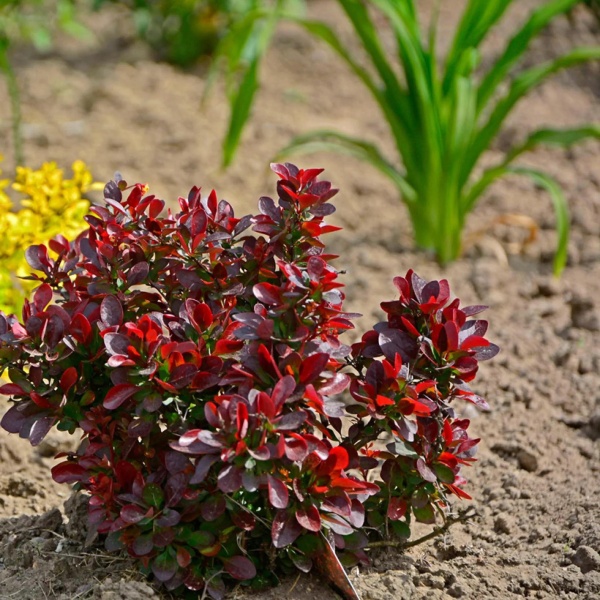 Барбарис Тунберга Atropurpurea Nana2