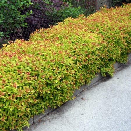 Спирея японская Goldflame