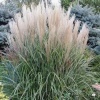 Мискантус китайский Grosse Fontаne2