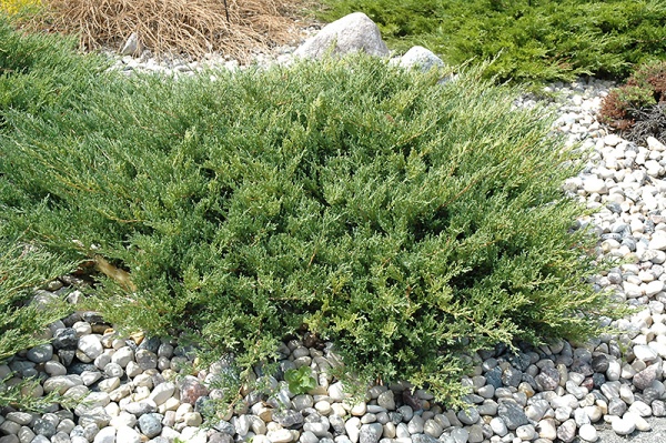 juniper Andorra Compacta