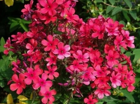 Флокс метельчатый Erly Red