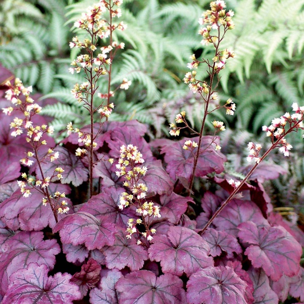 Гейхера гибридная 'Plum Royal'