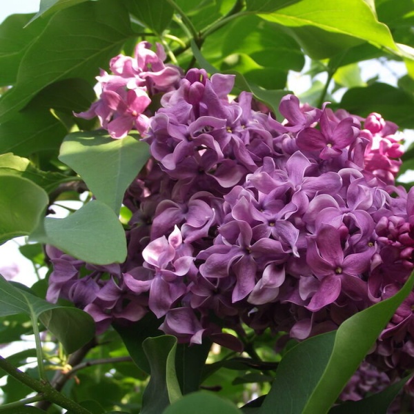 Сирень День Победы