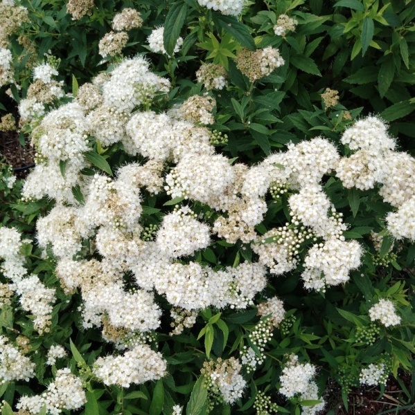 Спирея японская Albiflora