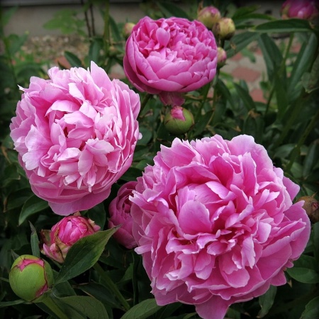Пион Jacorma2 Пион Jacorma2