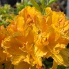 Рододендрон листопадный Golden Lights