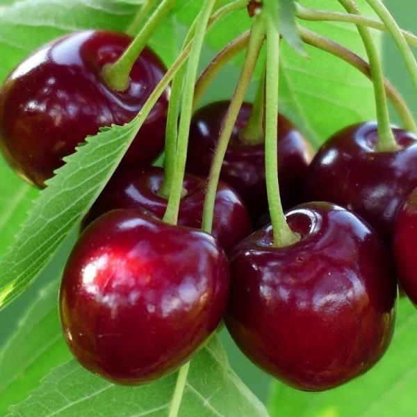 Черешня Бряночка2