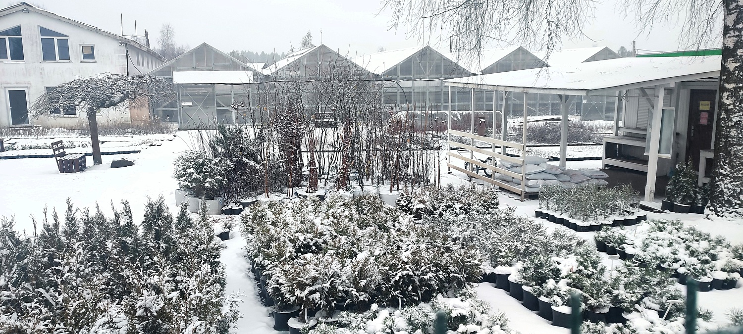 Растения уже снегом укрыты, а мы всё ещё для Вас открыты!