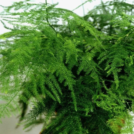 Аспарагус Фьюззиферн Фриз