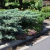 Можжевельник средний Pfitzeriana Glauca5
