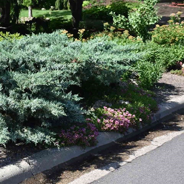 Можжевельник средний Pfitzeriana Glauca5
