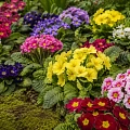 Примулы