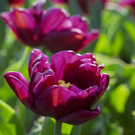 Тюльпан Alison Bradley3