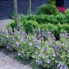 Барвинок большой Variegata4