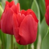 Тюльпан Ile de France2