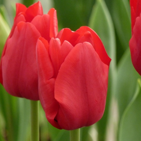 Тюльпан Ile de France2