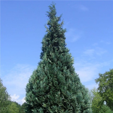 Туя западная Columna3
