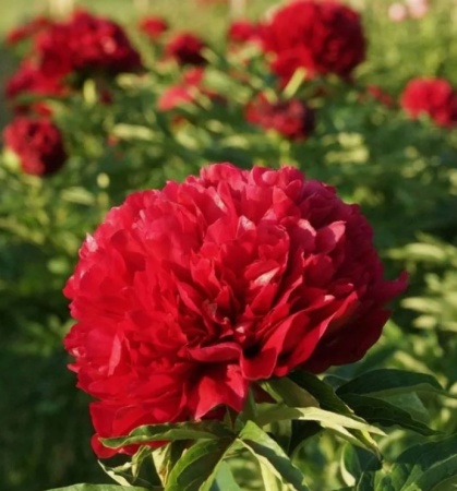 Пион Элиза Ланди