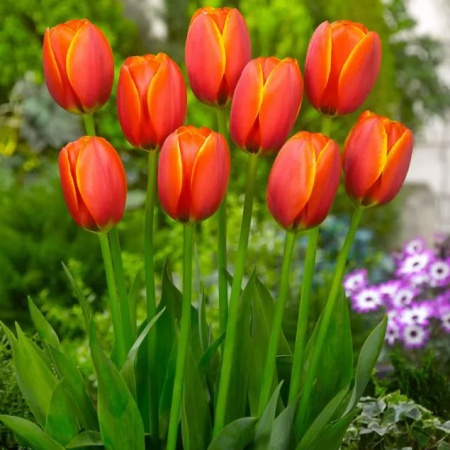 Тюльпан World's Favourite3