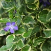 Барвинок большой Variegata3