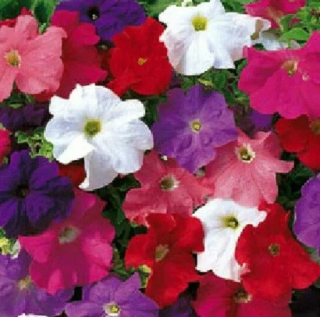 петуния мамбо