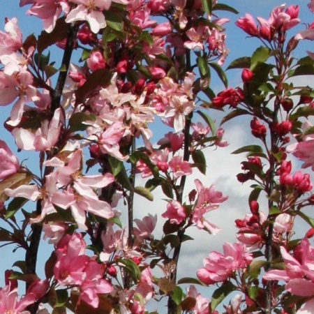 malus-red-obelisk-p992-5092_image