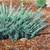 Можжевельник казацкий Blue Danube3