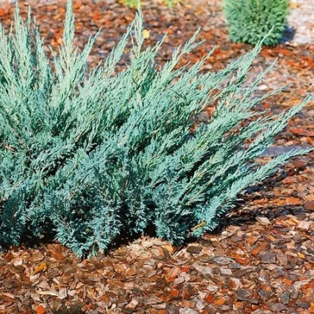 Можжевельник казацкий Blue Danube3