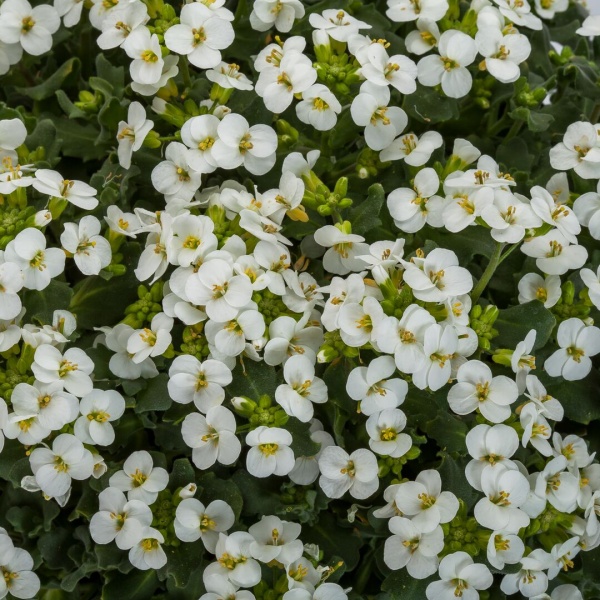 Арабис кавказкий Little Tresure White3