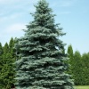 Ель колючая Glauca1