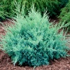Можжевельник средний Pfitzeriana Glauca