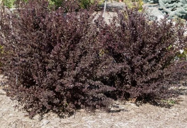 Пузыреплодник калинолистный Little Devil