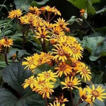 Бузульник зубчатый Desdemona