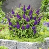 Буддлея Давида 'Butterfly Candy Little Purple'2