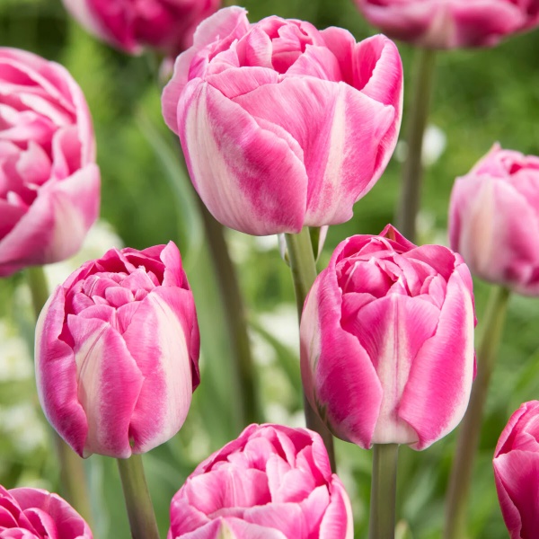 Тюльпан Vogue