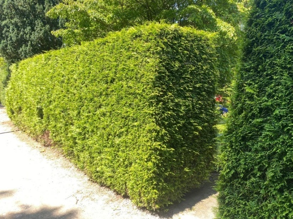 Туя западная Brabant3