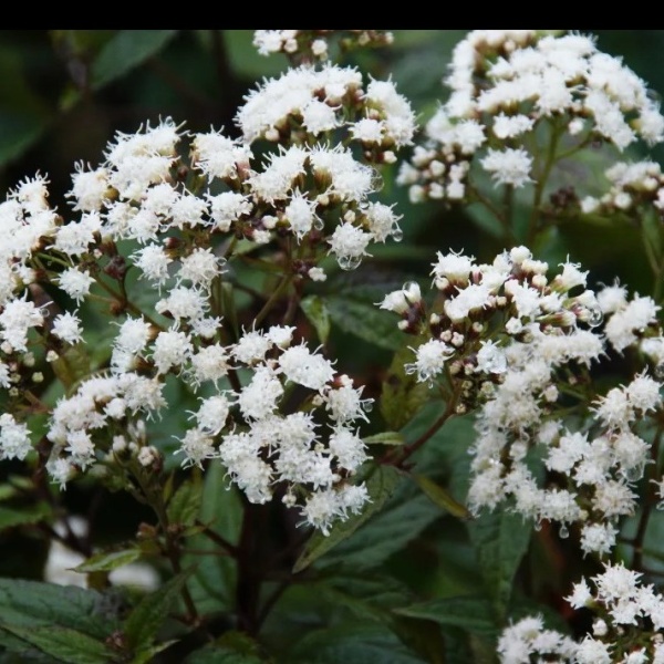 Посконник морщинистый Chocolate2