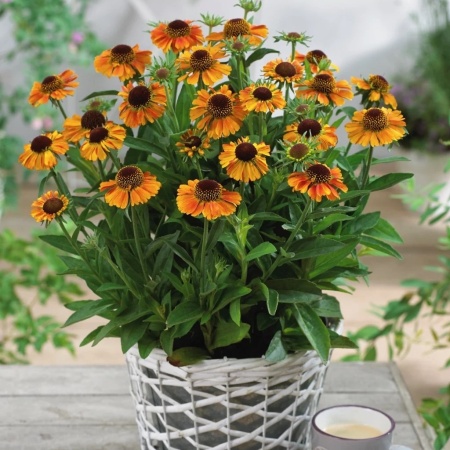 Гелениум Short And Sassy2