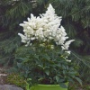 Астильба арендса Astary White2