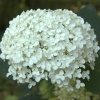 Гортензия древовидная Annabelle