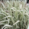 Фалярис тростниковый Variegata2