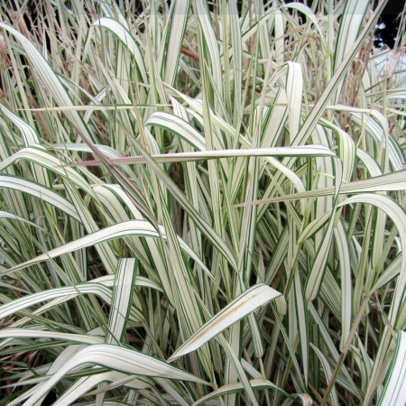 Фалярис тростниковый Variegata2