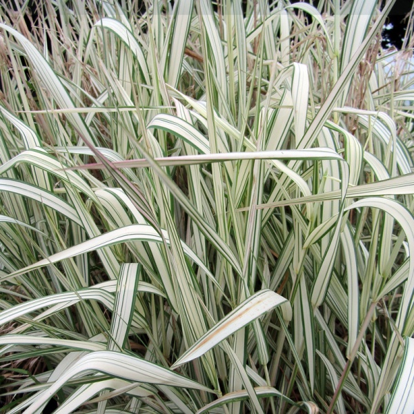 Фалярис тростниковый Variegata2