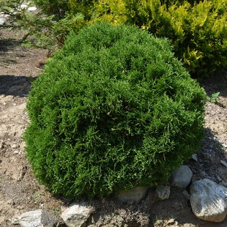 Туя западная Globosa5