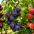 Вишни, сливы и алыча Вишни, сливы и алыча