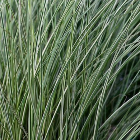 Мискантус китайский Morning Light