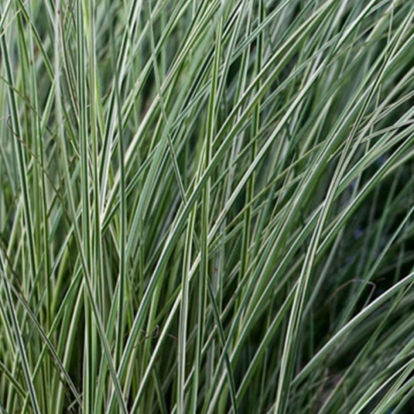 Мискантус китайский Morning Light