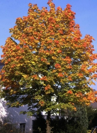 Клен остролистный