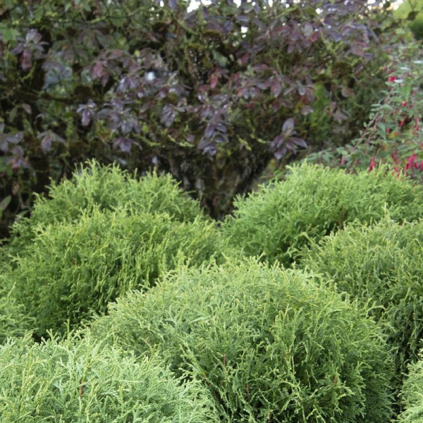 туя западная Little Giant4